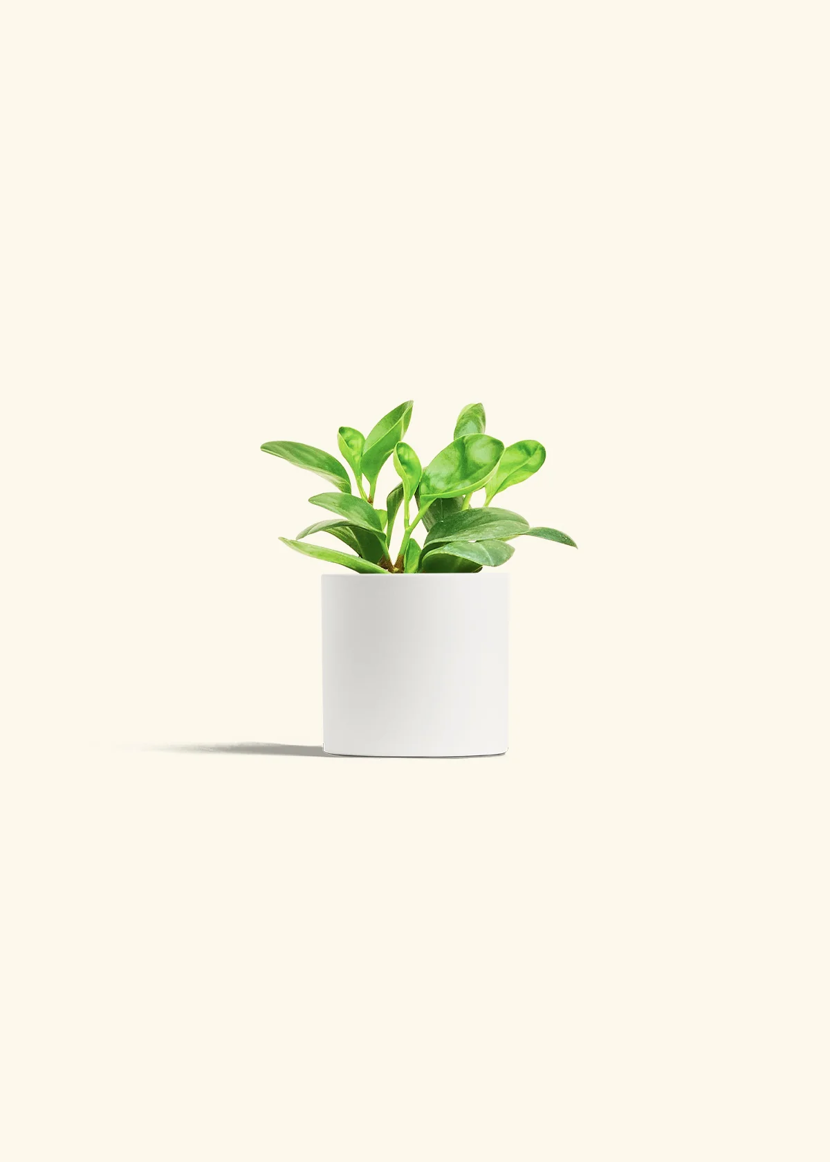 Baby Rubber Plant - Image 4