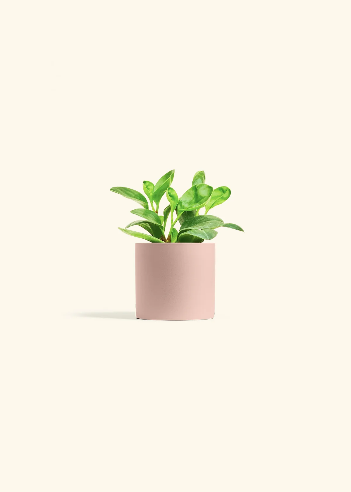 Baby Rubber Plant - Image 5