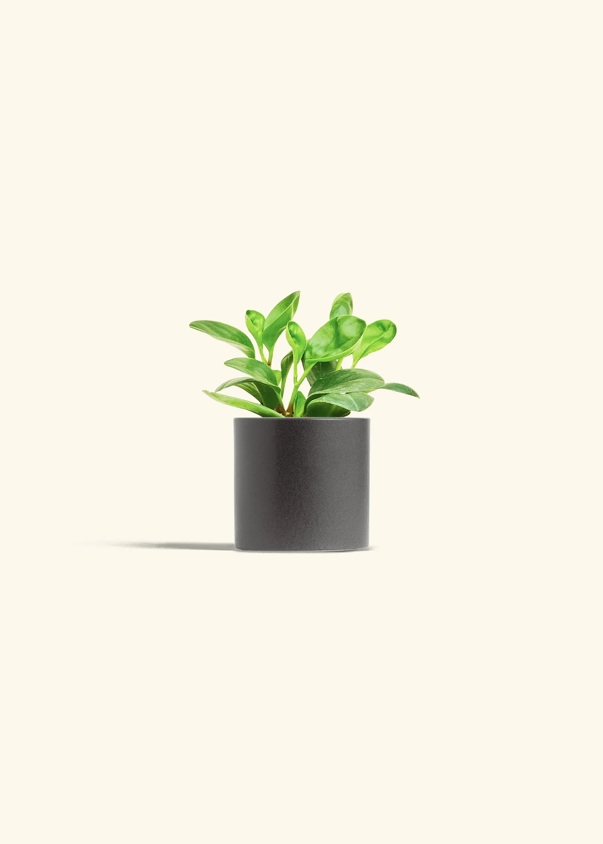 Baby Rubber Plant - Image 6