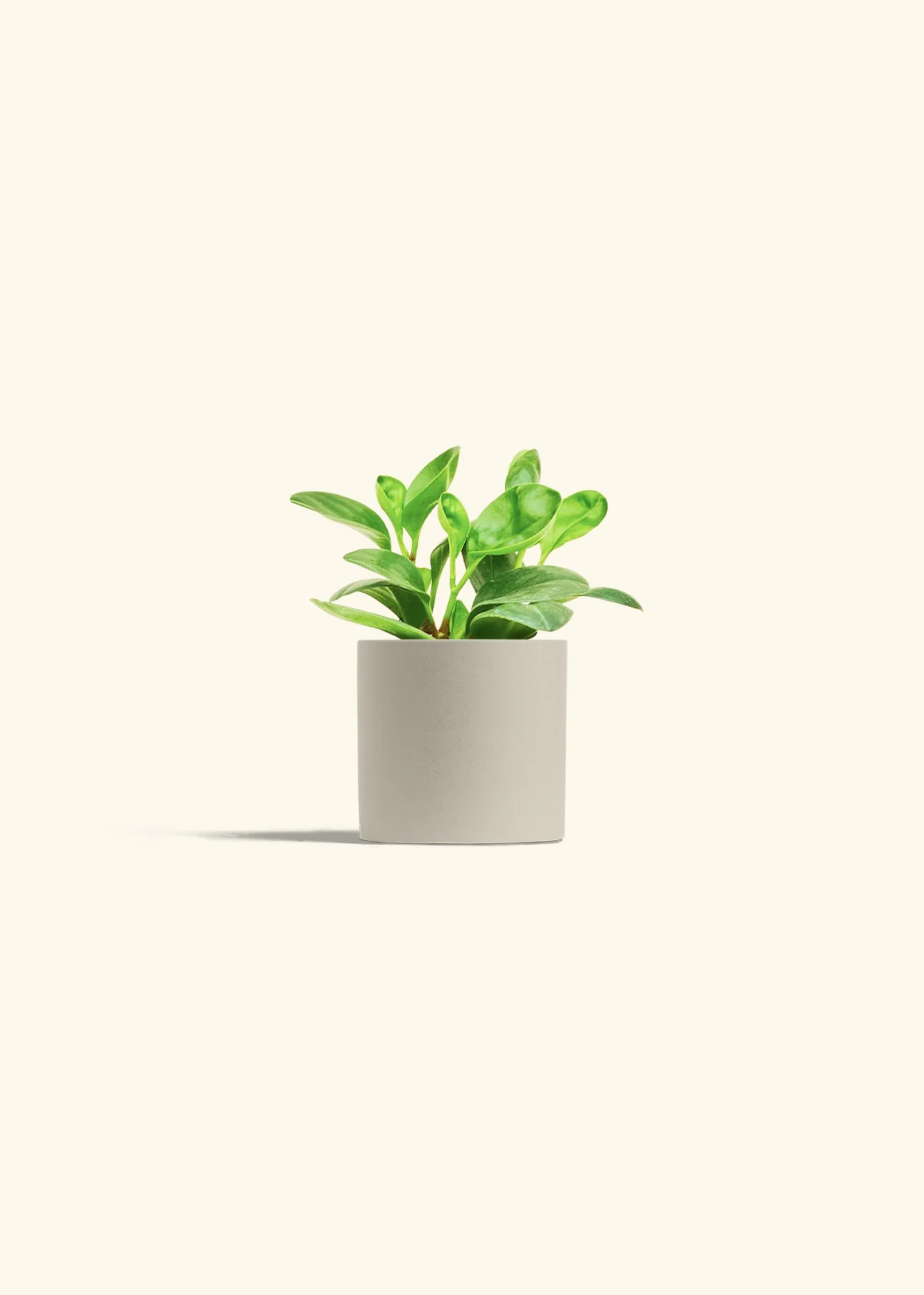 Baby Rubber Plant - Image 7