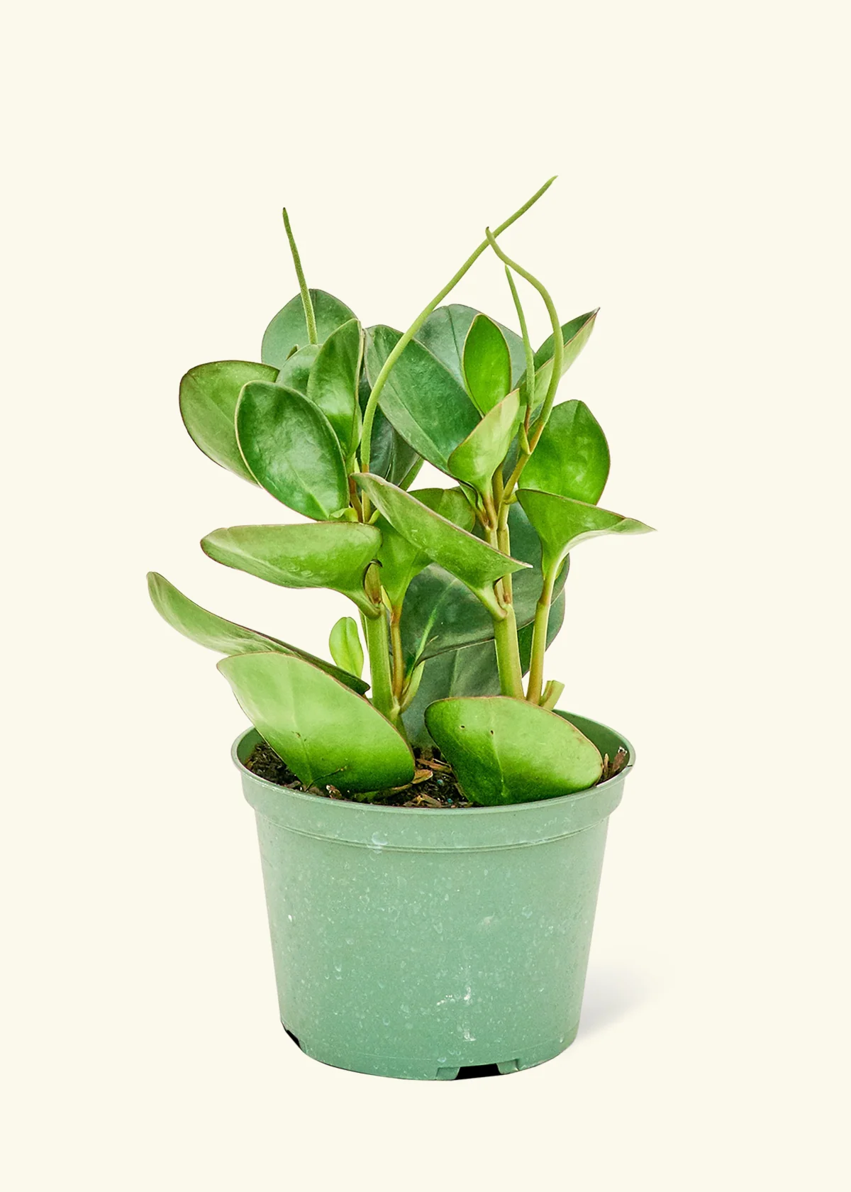 Baby Rubber Plant - Image 8
