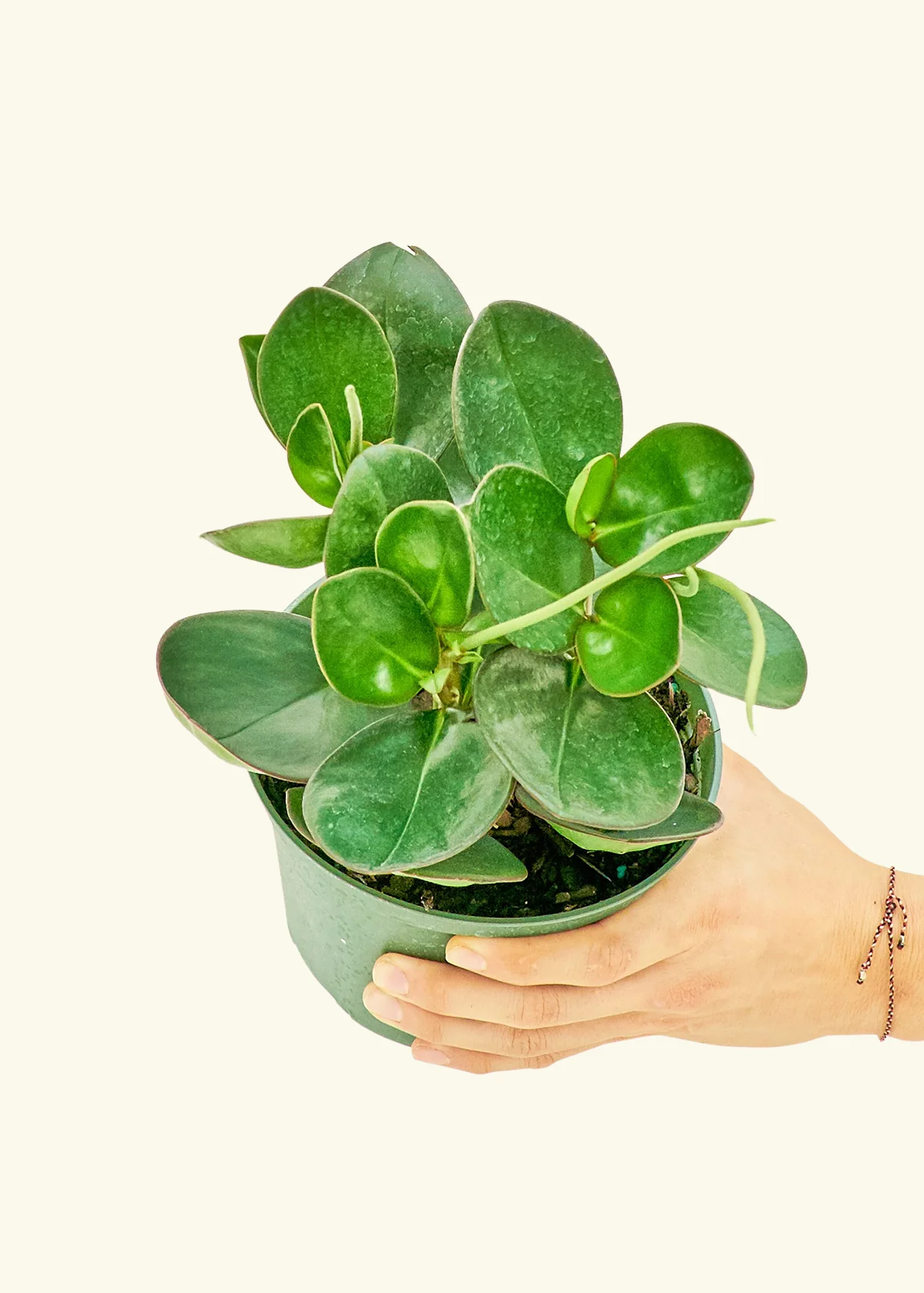 Baby Rubber Plant - Image 9