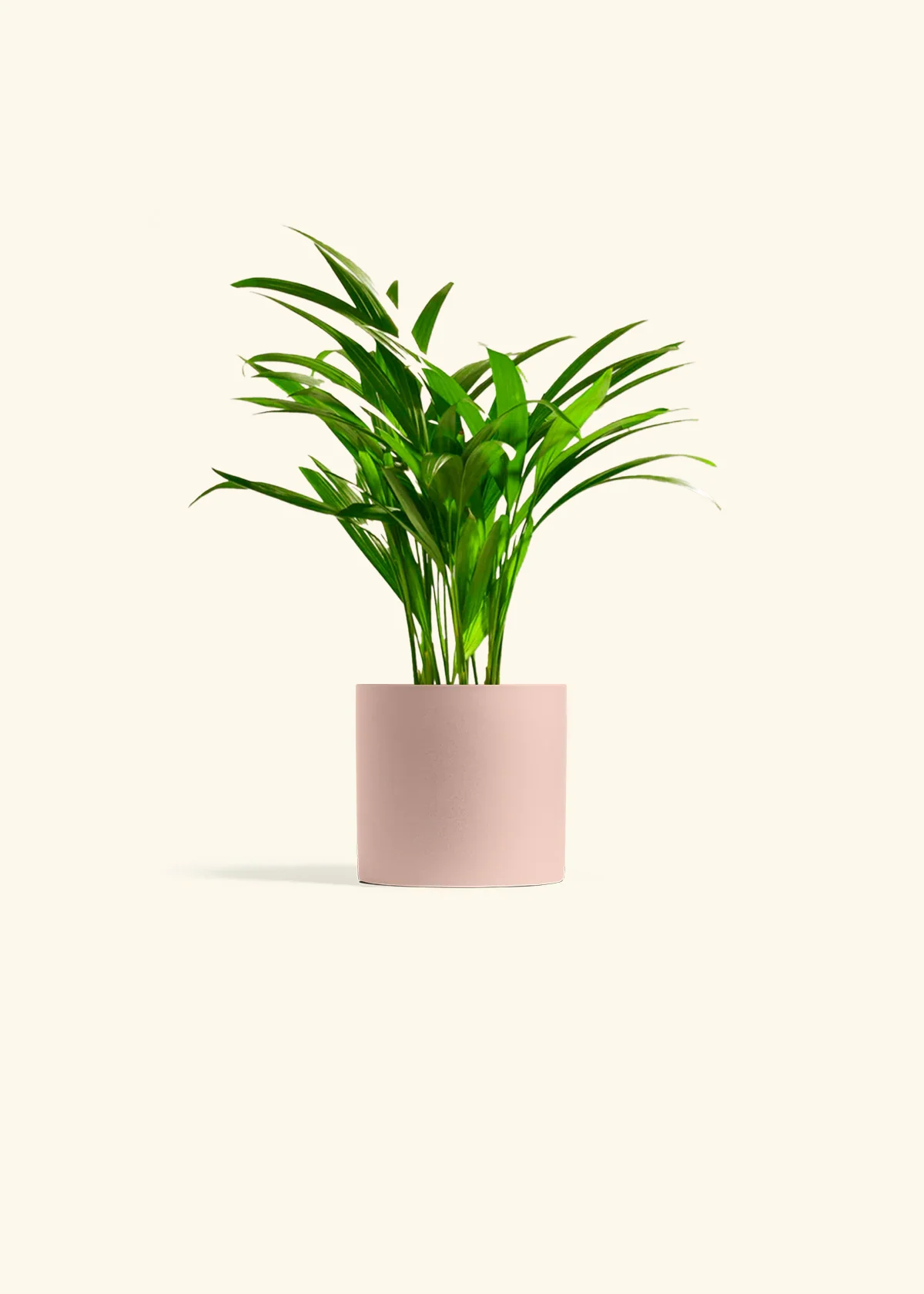 Bamboo Palm - Image 10