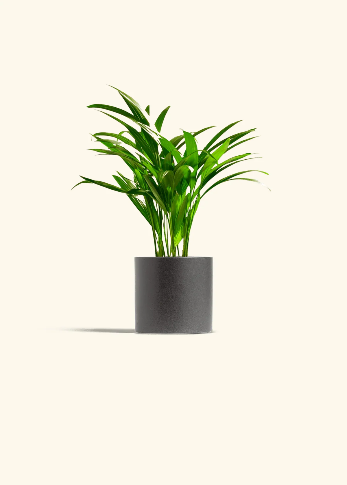 Bamboo Palm - Image 11