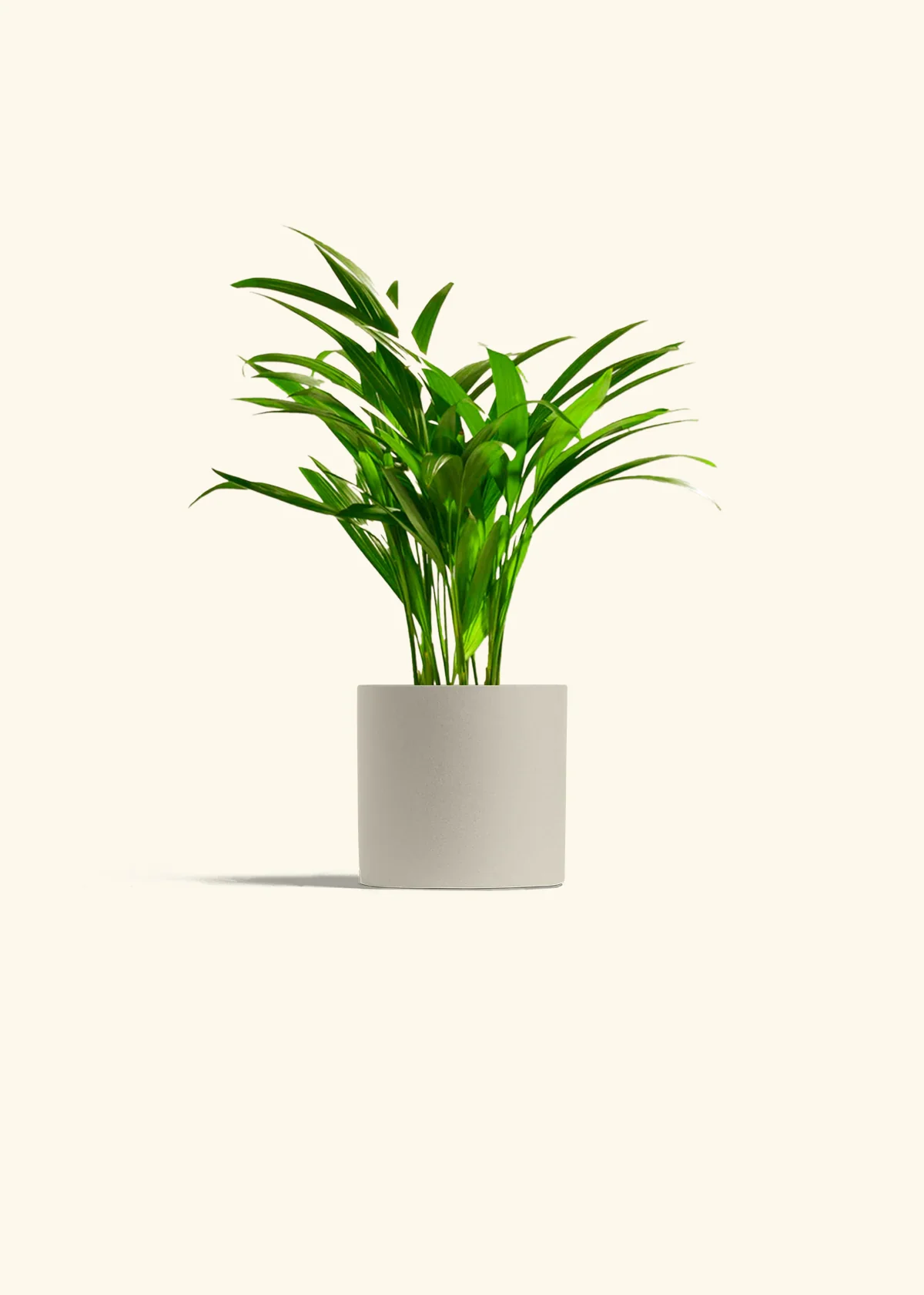 Bamboo Palm - Image 12
