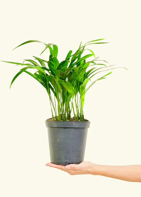 Bamboo Palm - Image 13