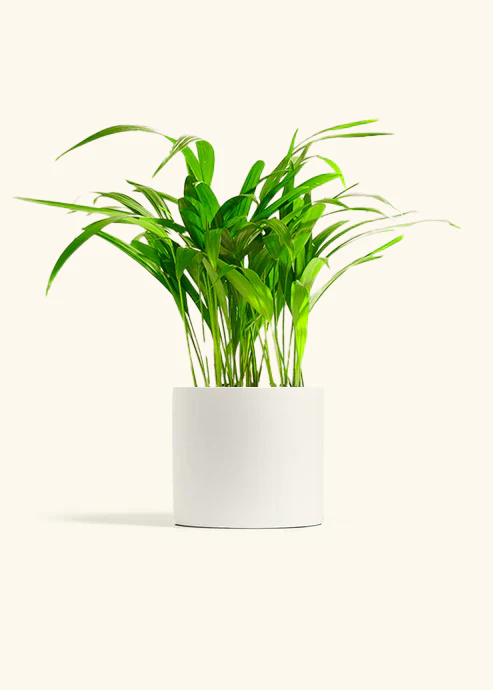 Bamboo Palm - Image 14