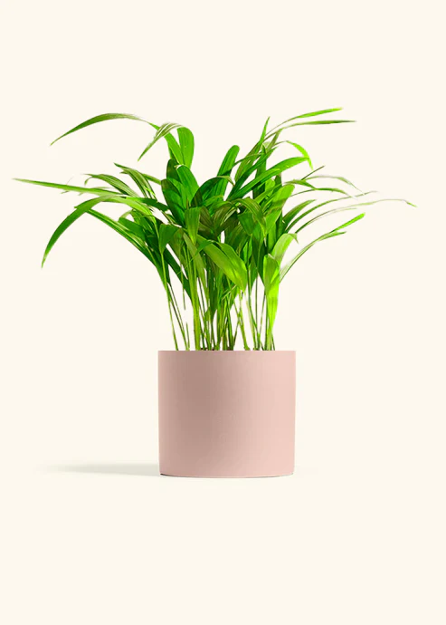Bamboo Palm - Image 15