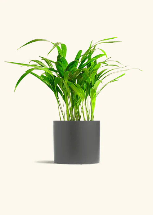 Bamboo Palm - Image 16