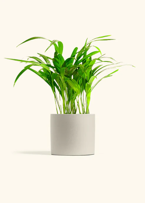 Bamboo Palm - Image 17