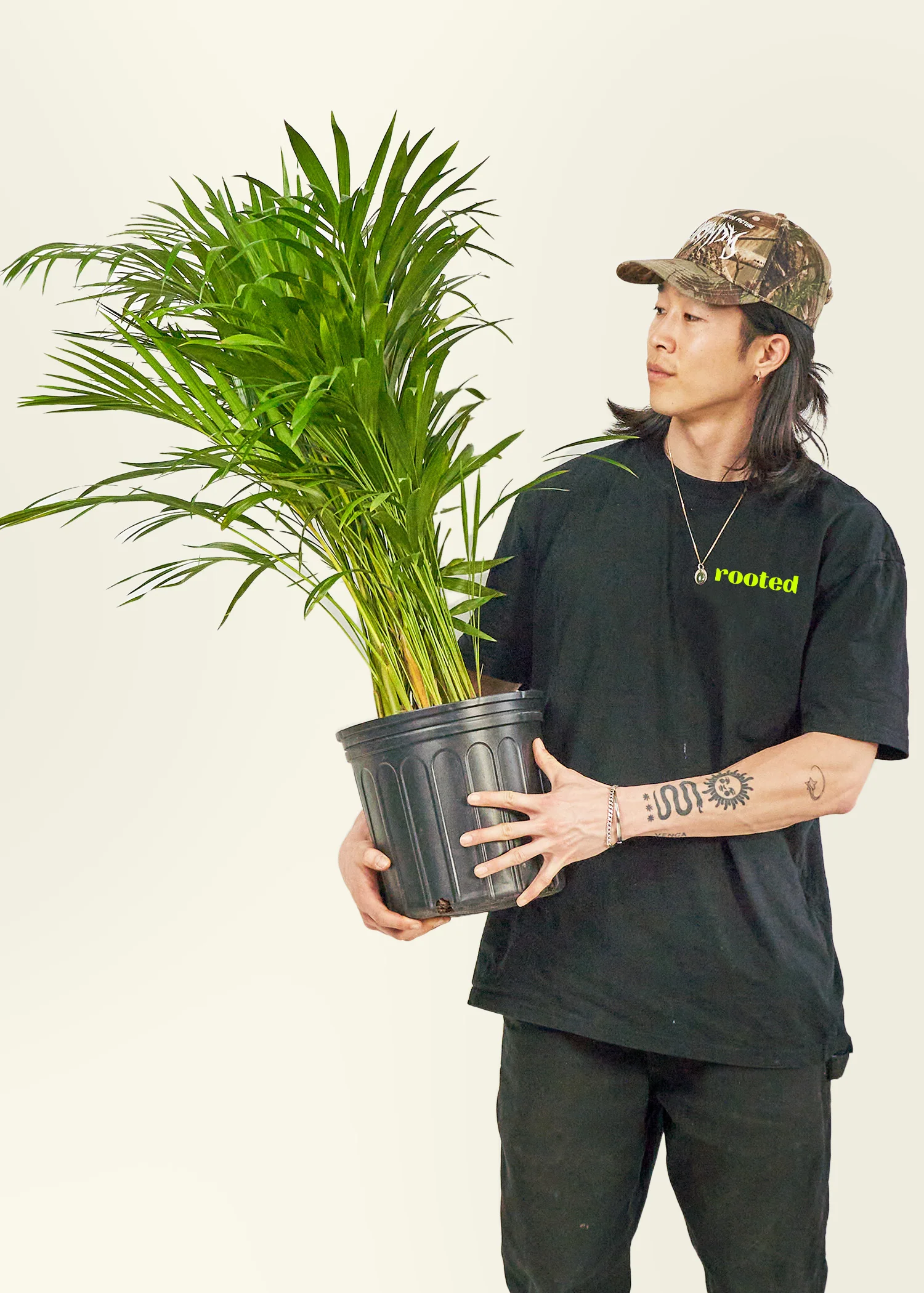 Bamboo Palm - Image 3