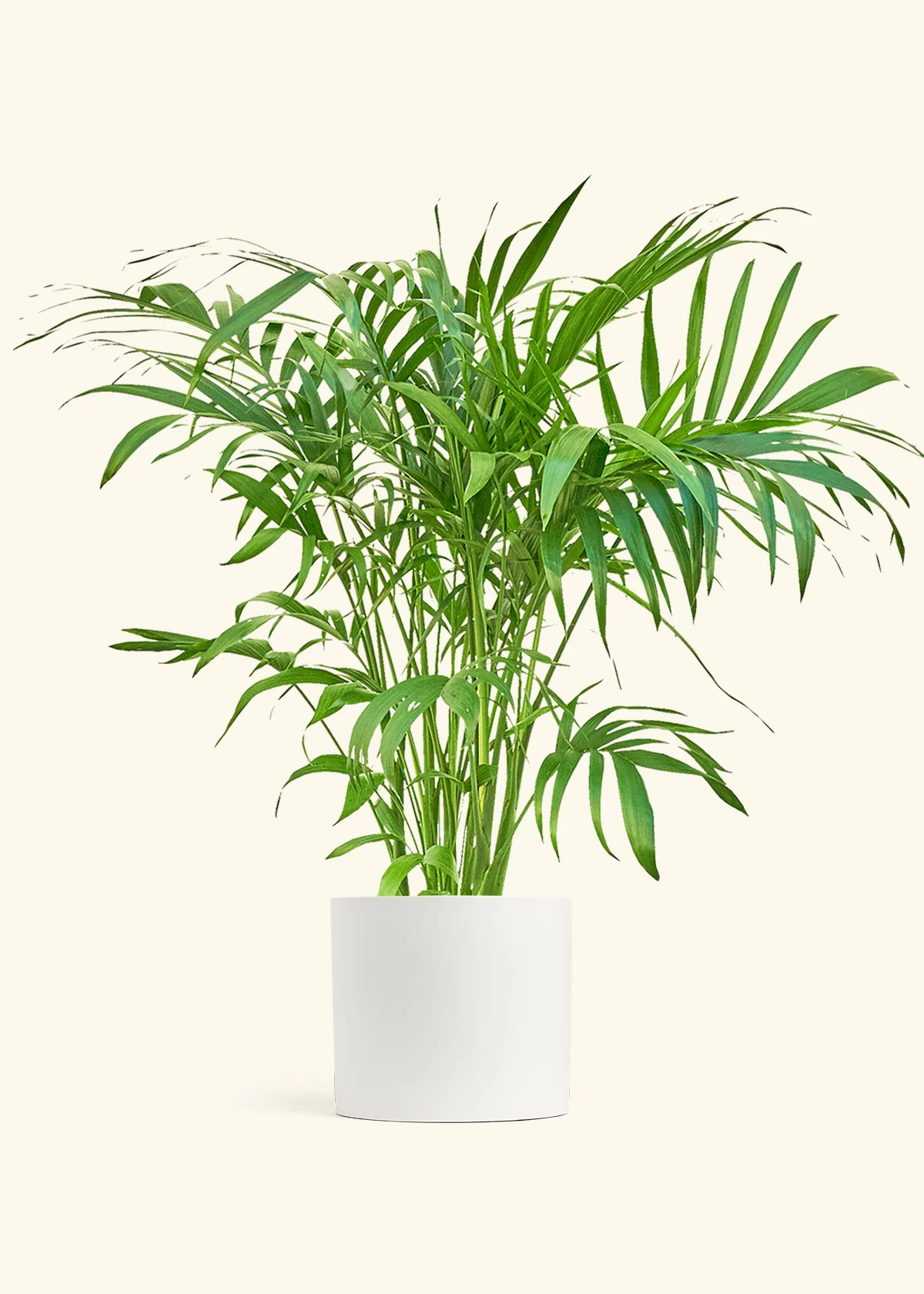 Bamboo Palm - Image 4