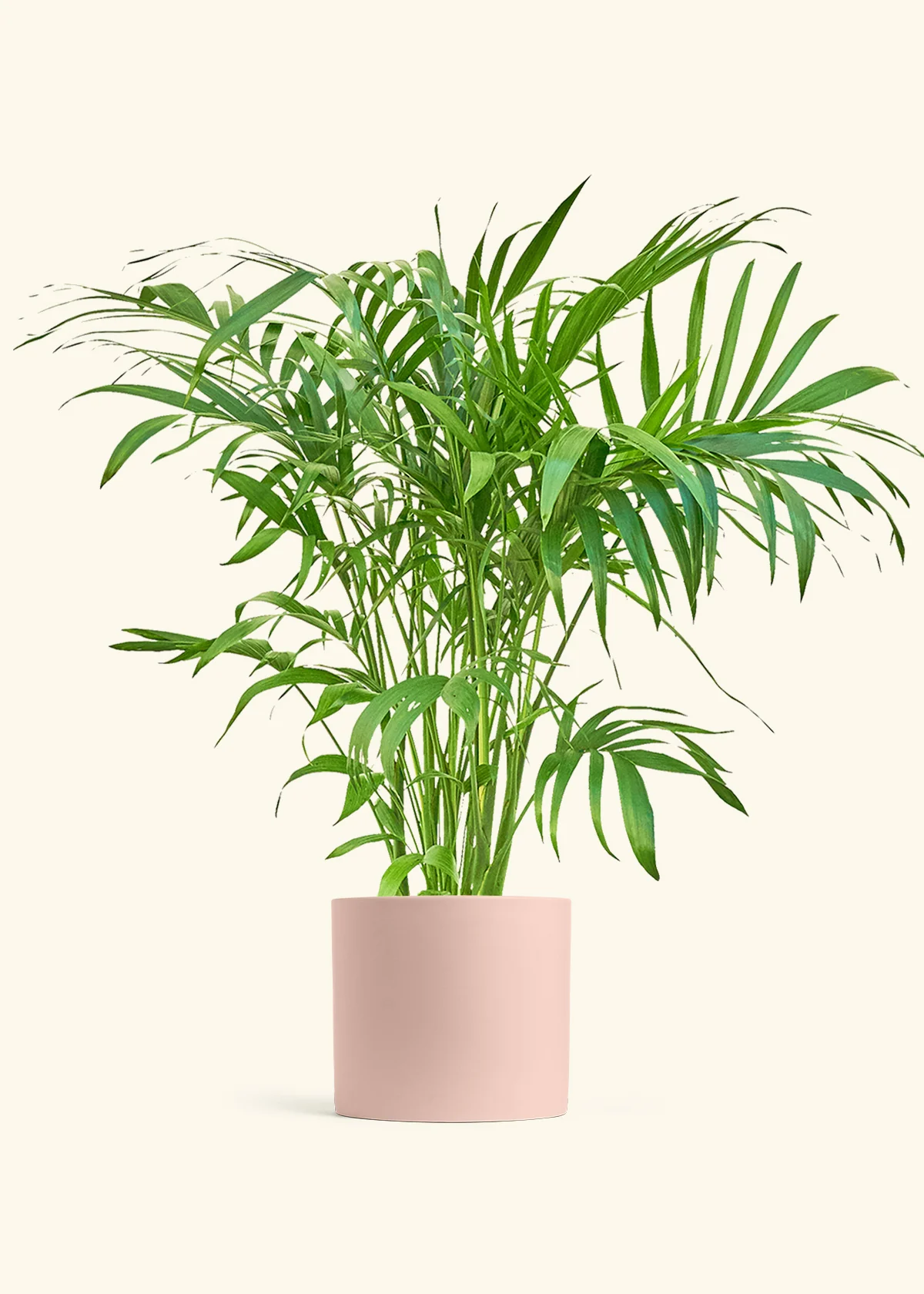 Bamboo Palm - Image 5
