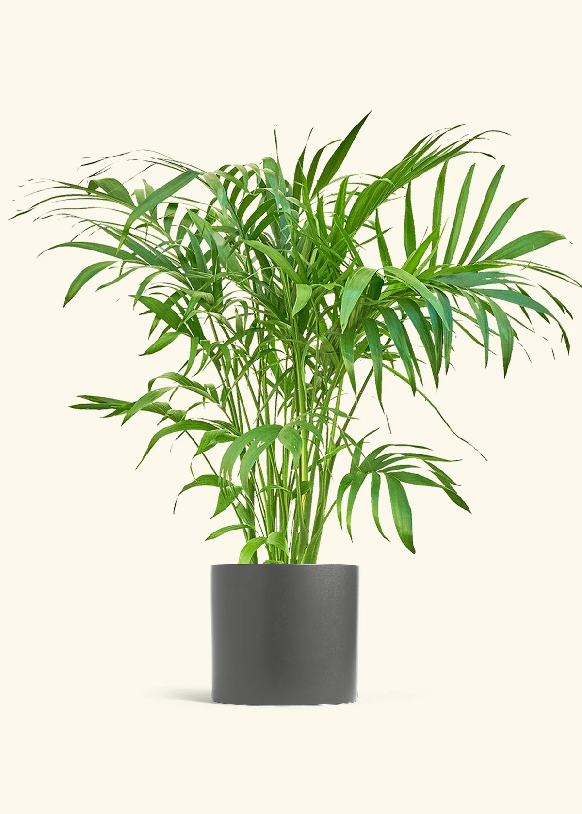 Bamboo Palm - Image 6