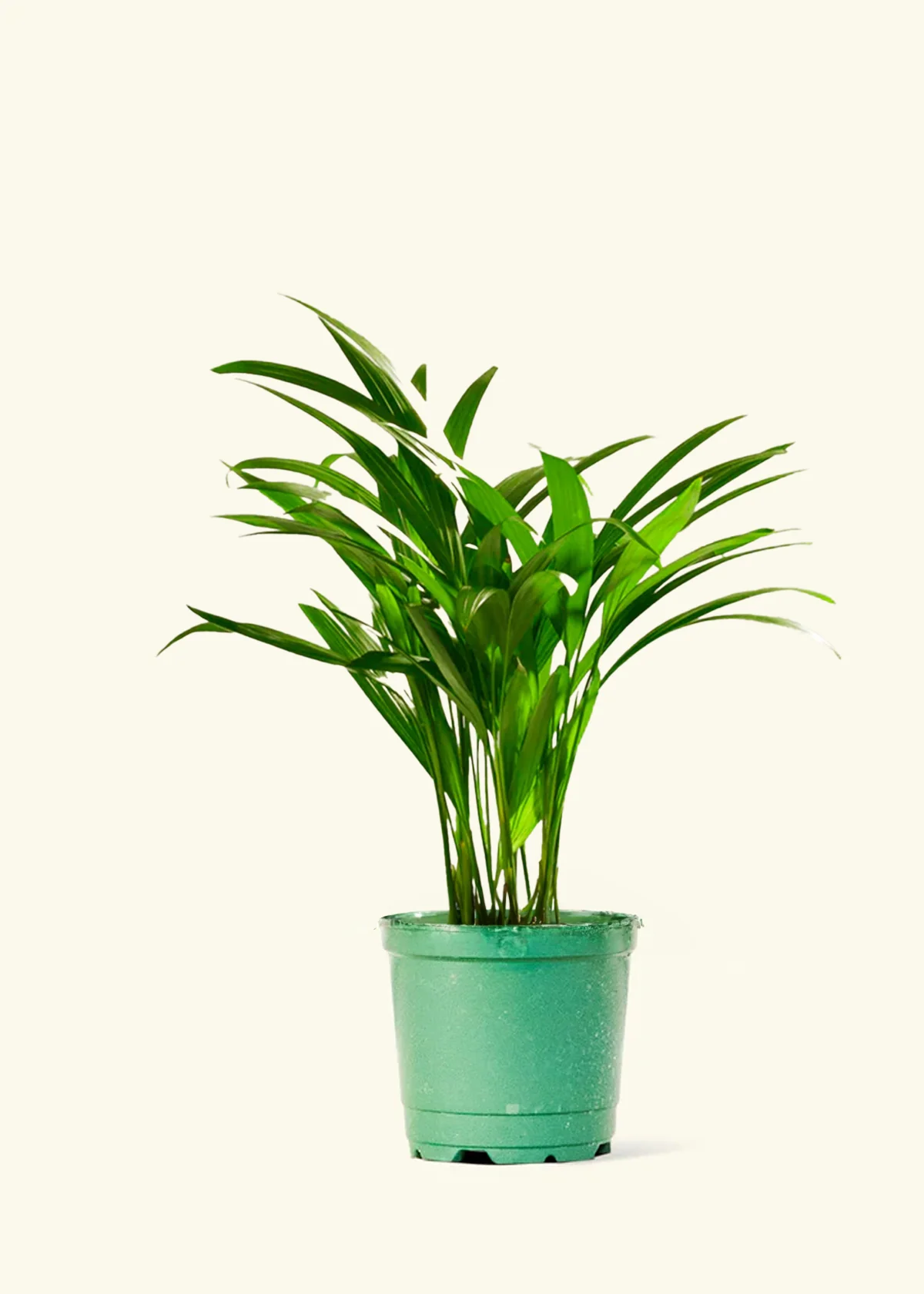 Bamboo Palm - Image 8