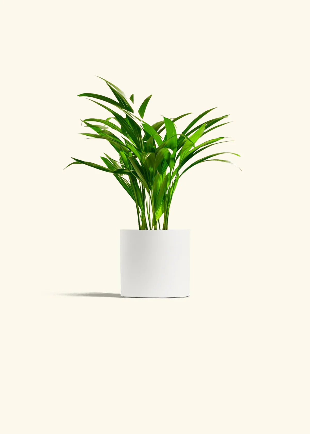 Bamboo Palm - Image 9