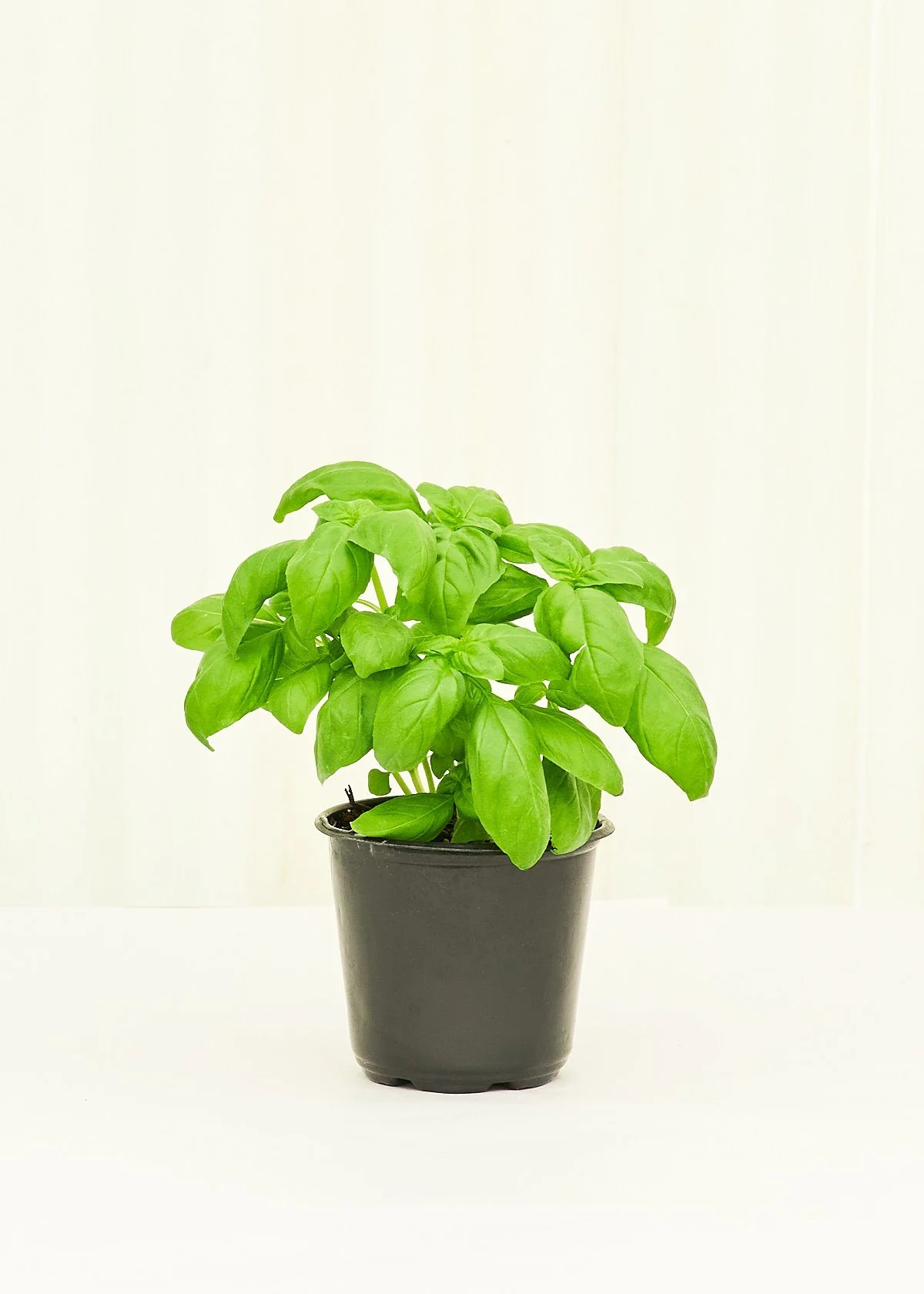 Basil, 4 pack - Image 2