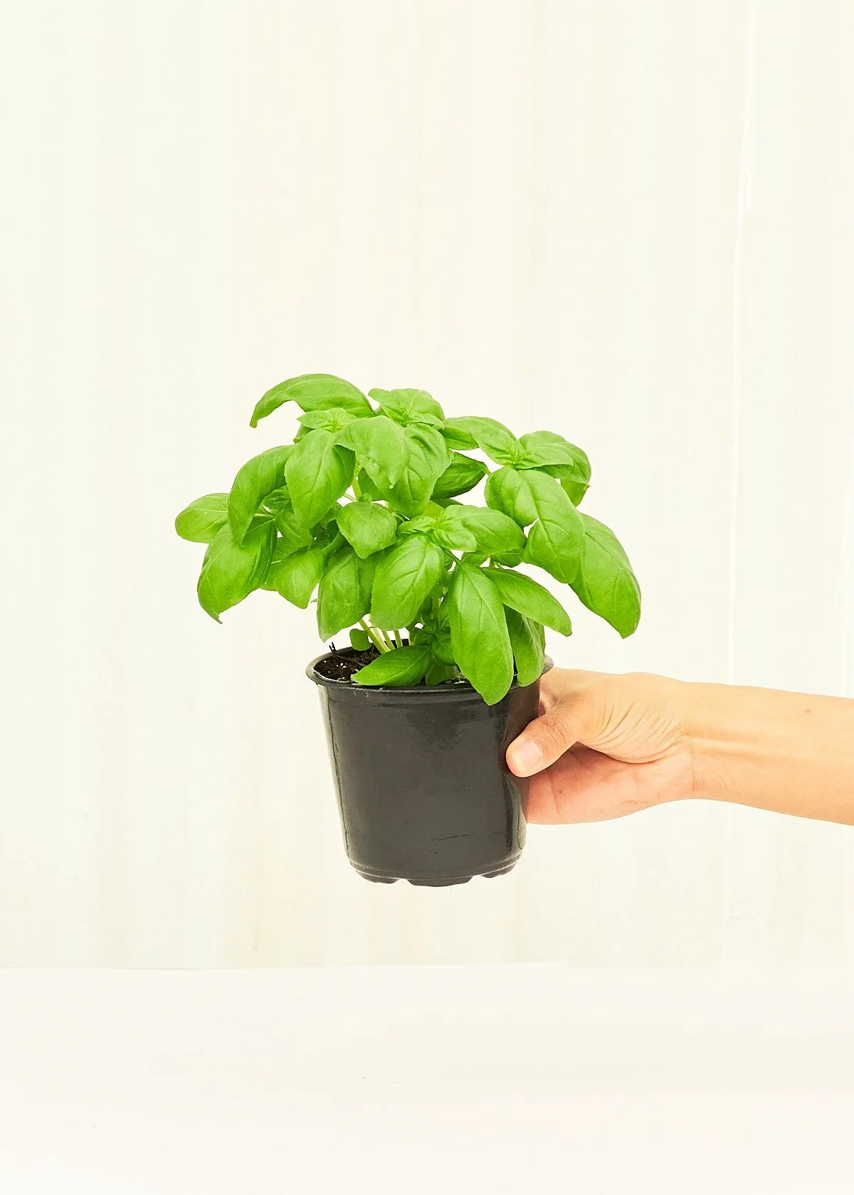 Basil, 4 pack - Image 3