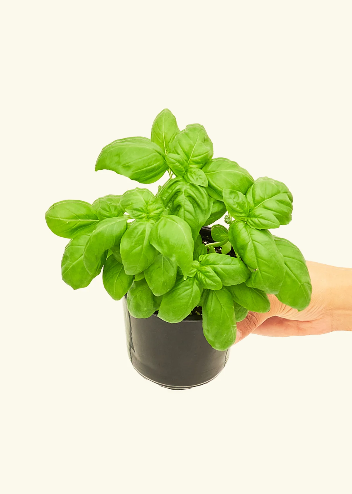 Basil, Small - Image 2