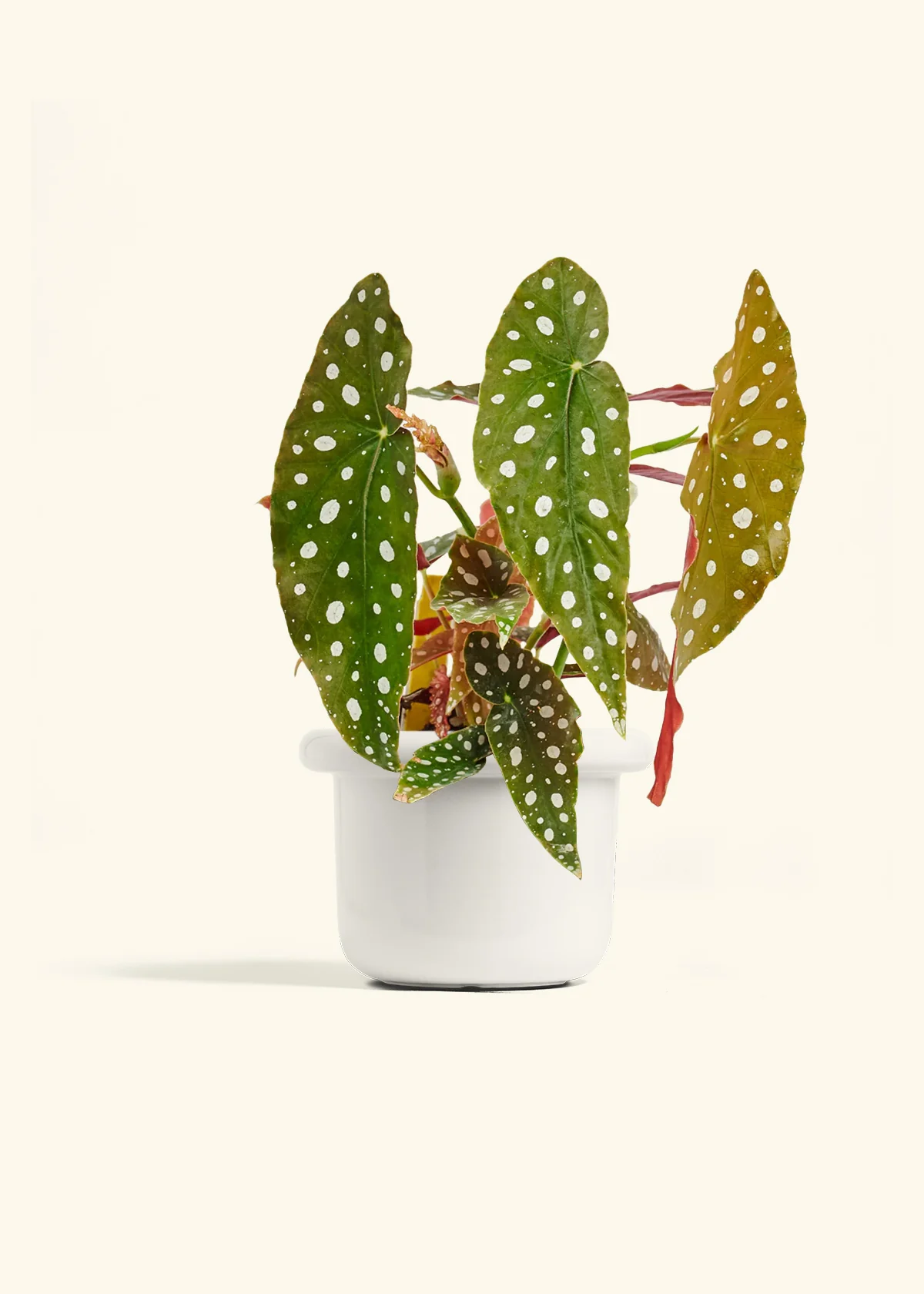 Begonia maculata - Image 10