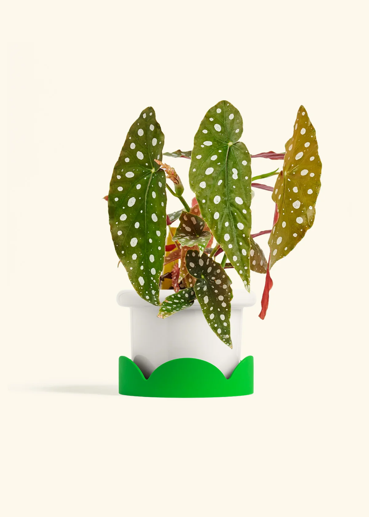 Begonia maculata - Image 11