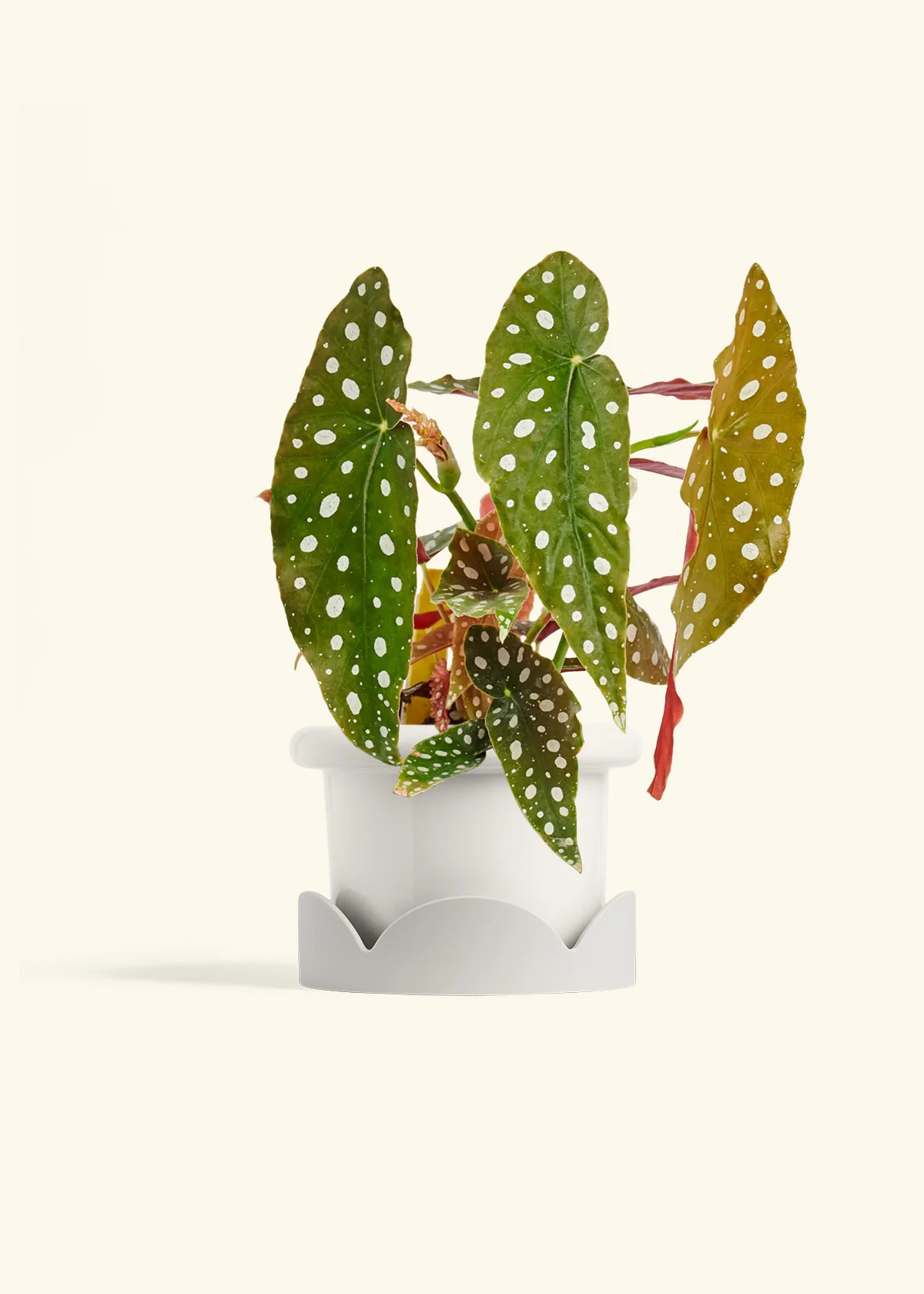 Begonia maculata - Image 12