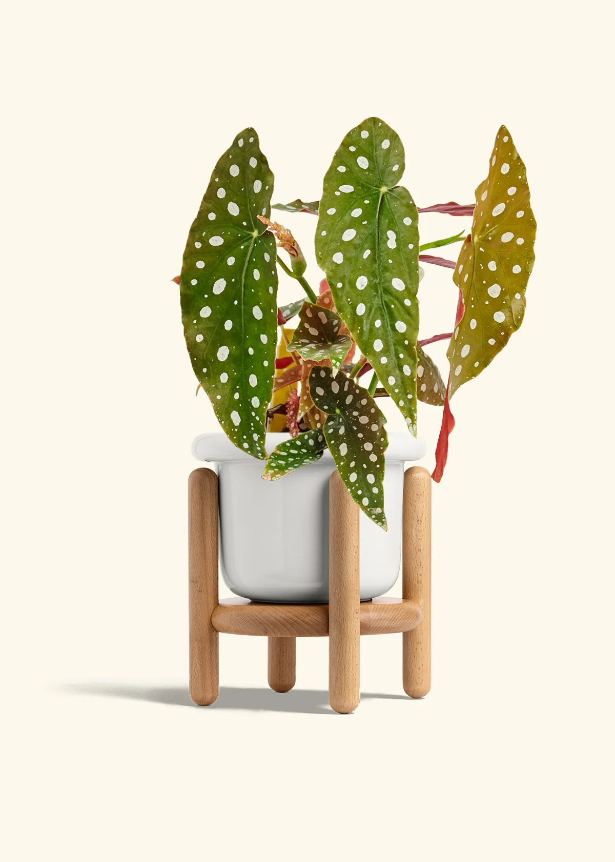 Begonia maculata - Image 13