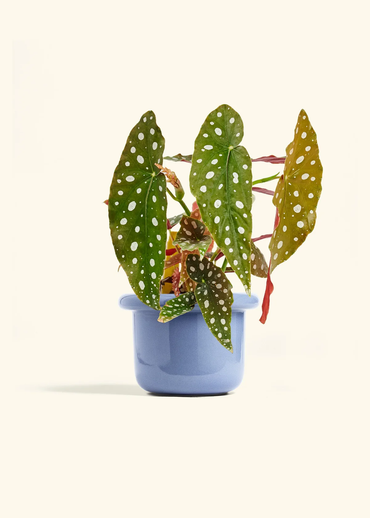 Begonia maculata - Image 14