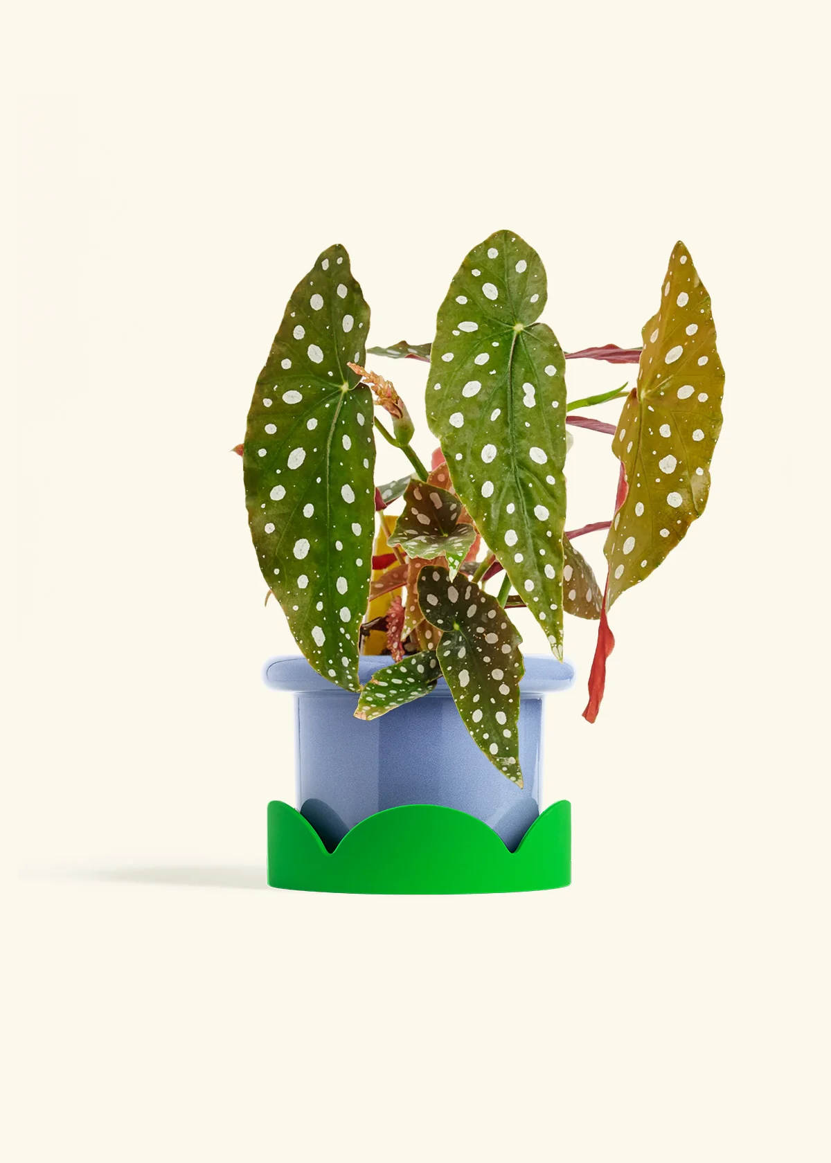 Begonia maculata - Image 15