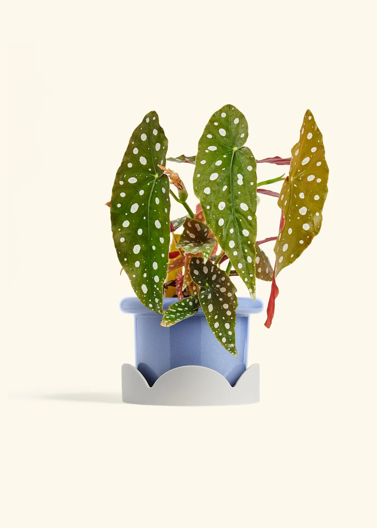 Begonia maculata - Image 16