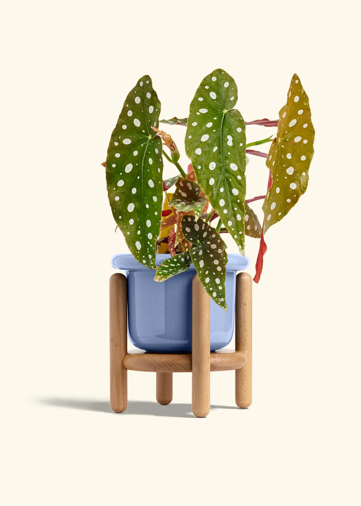 Begonia maculata - Image 17