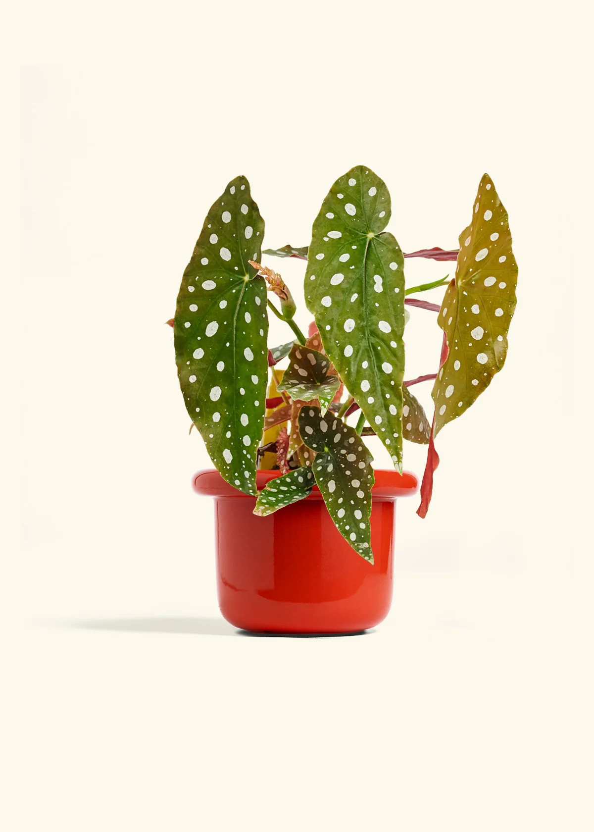 Begonia maculata - Image 18