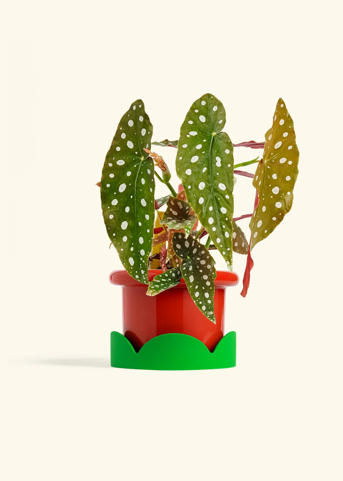 Begonia maculata - Image 19