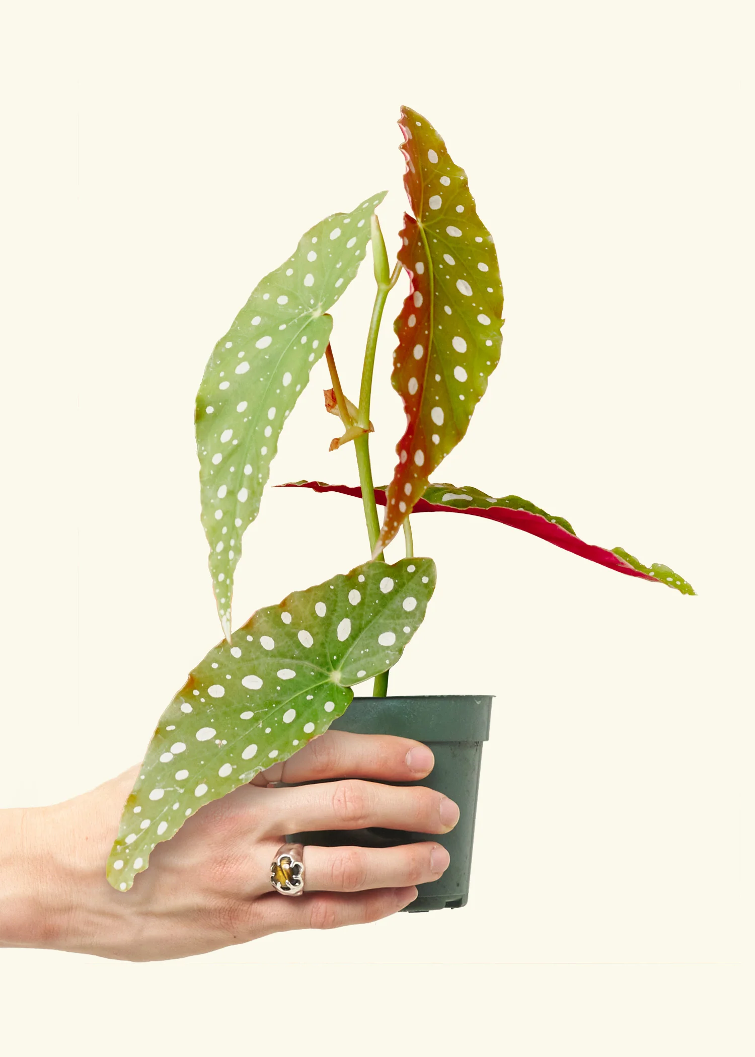 Begonia maculata - Image 2