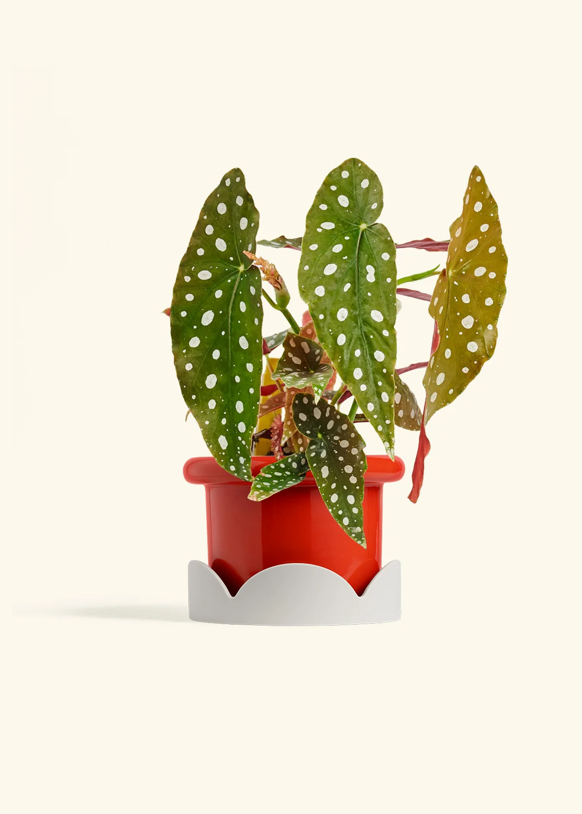 Begonia maculata - Image 20