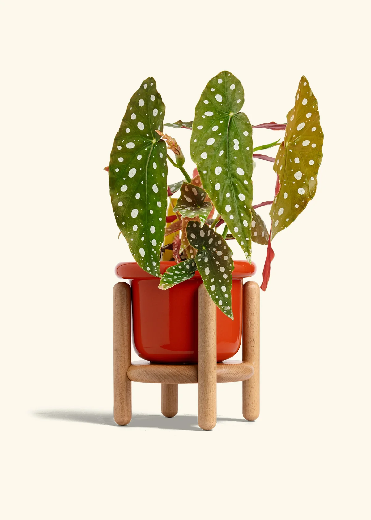 Begonia maculata - Image 21