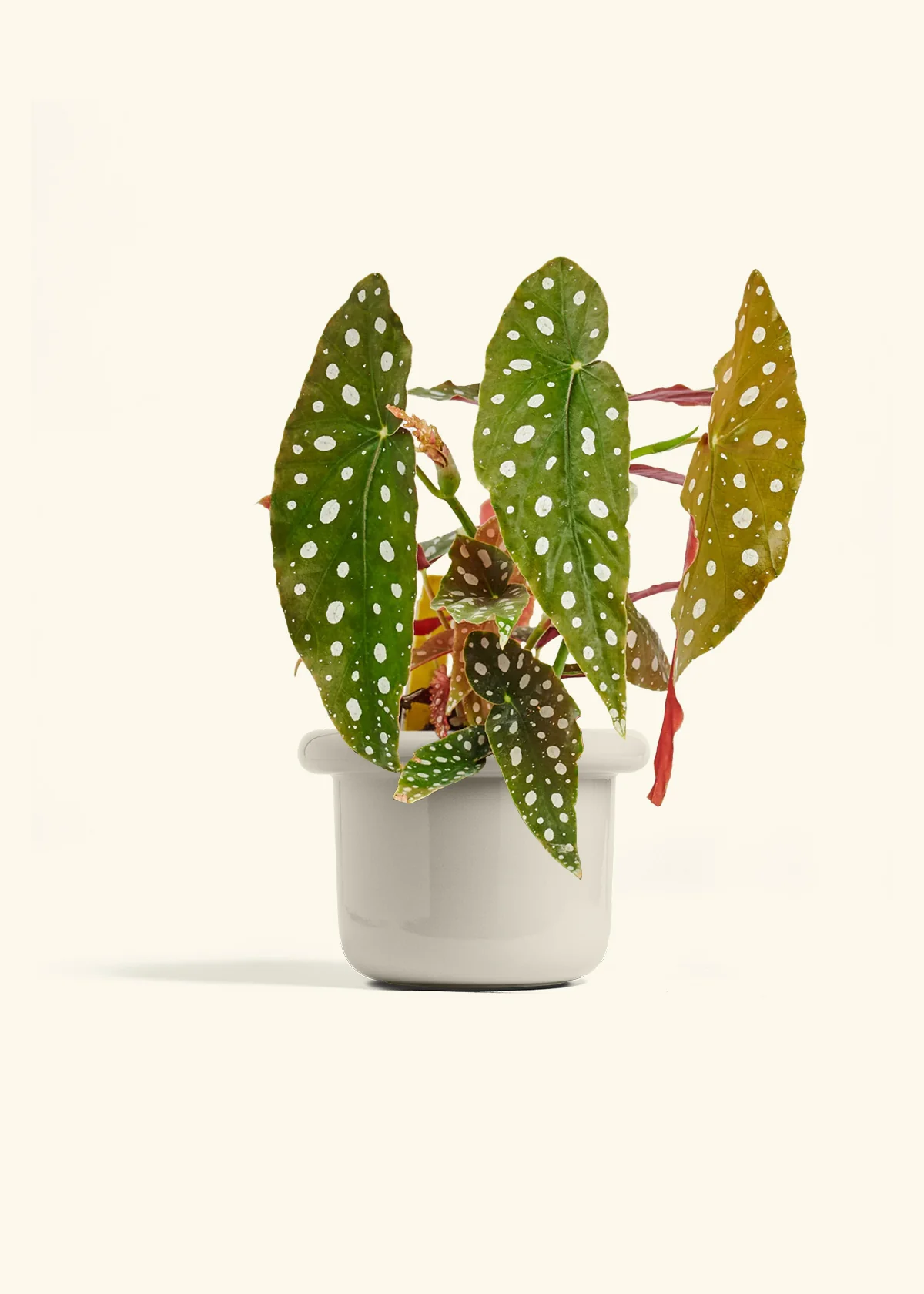 Begonia maculata - Image 22