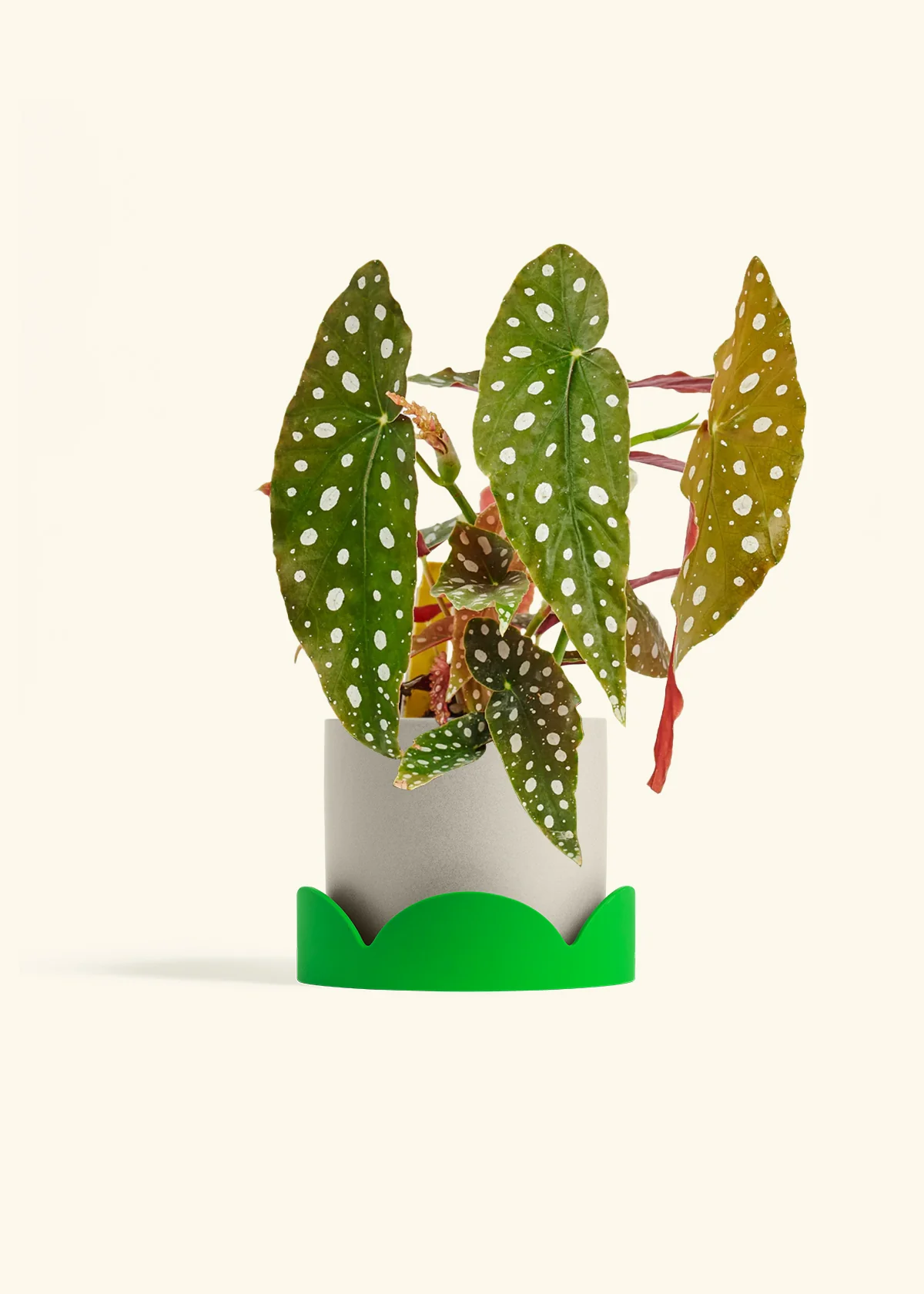 Begonia maculata - Image 23