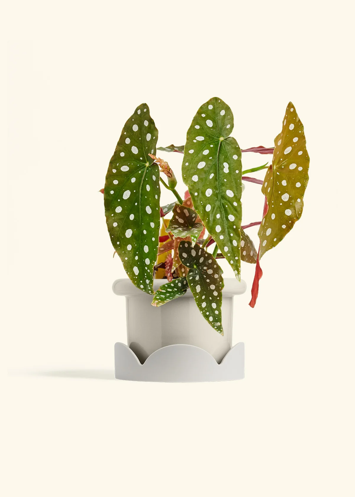 Begonia maculata - Image 24