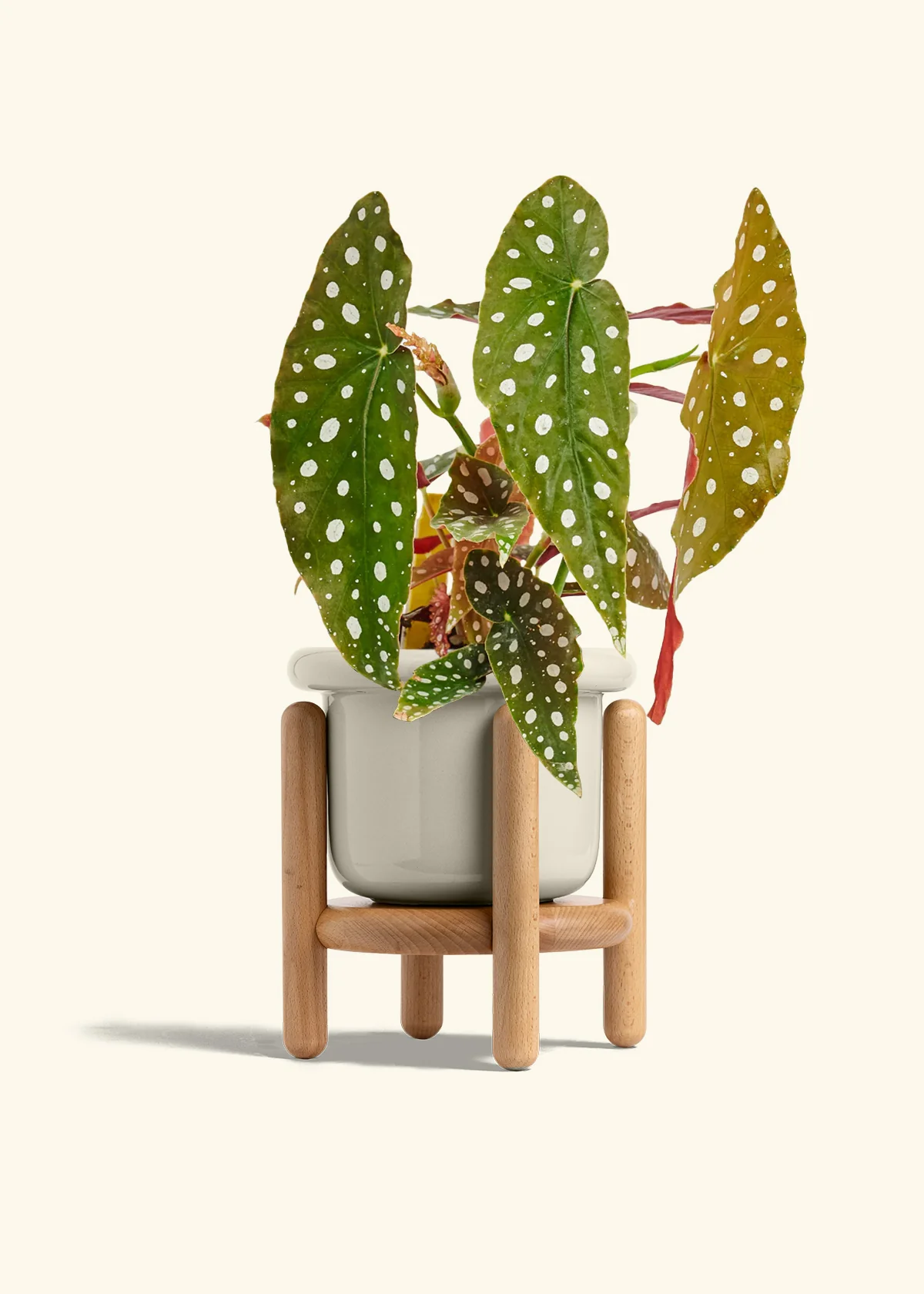 Begonia maculata - Image 25