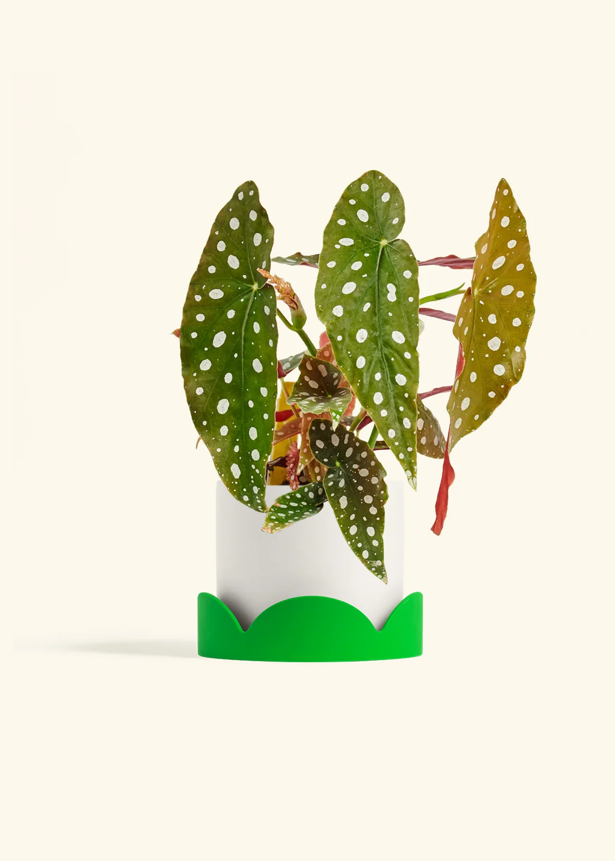 Begonia maculata - Image 26