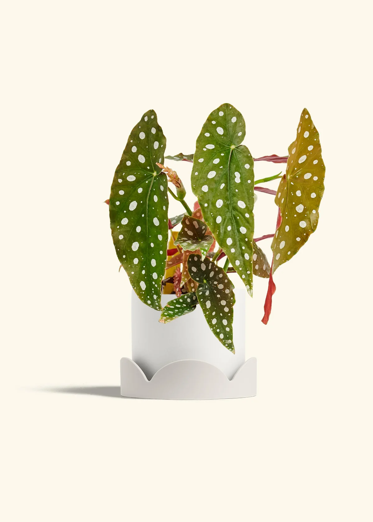 Begonia maculata - Image 27