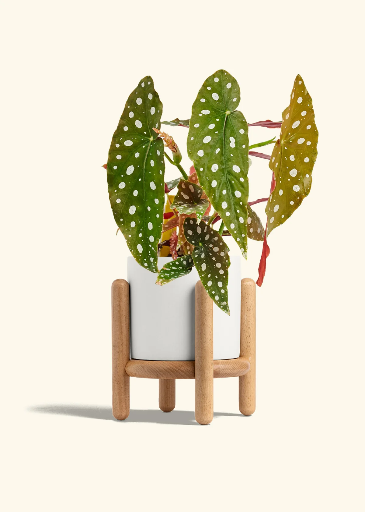 Begonia maculata - Image 28