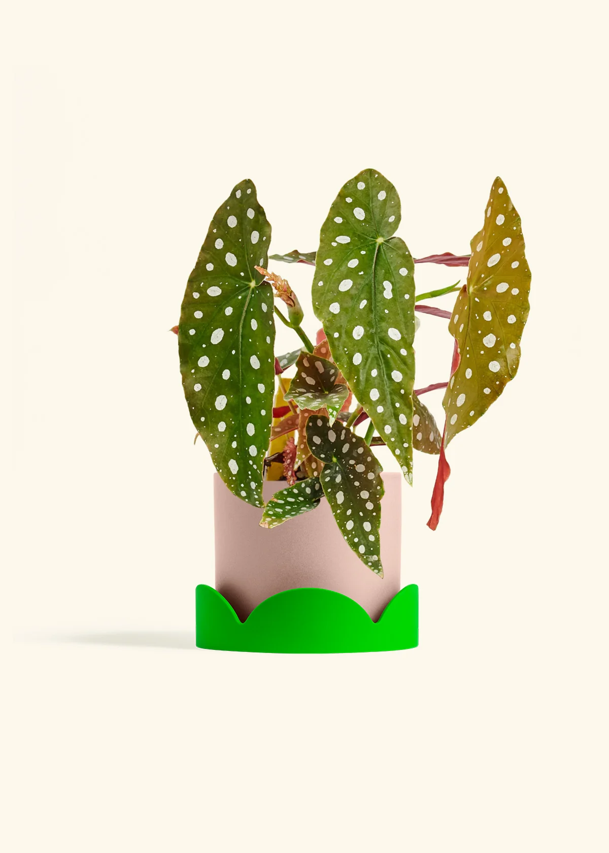 Begonia maculata - Image 29