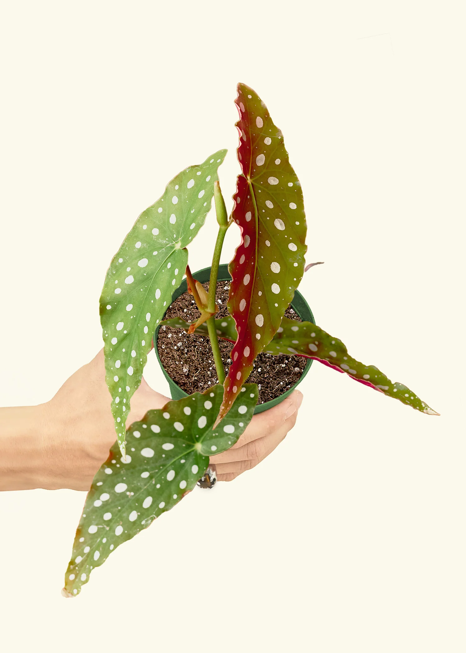 Begonia maculata - Image 3
