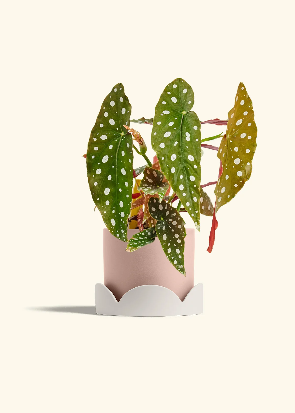 Begonia maculata - Image 30