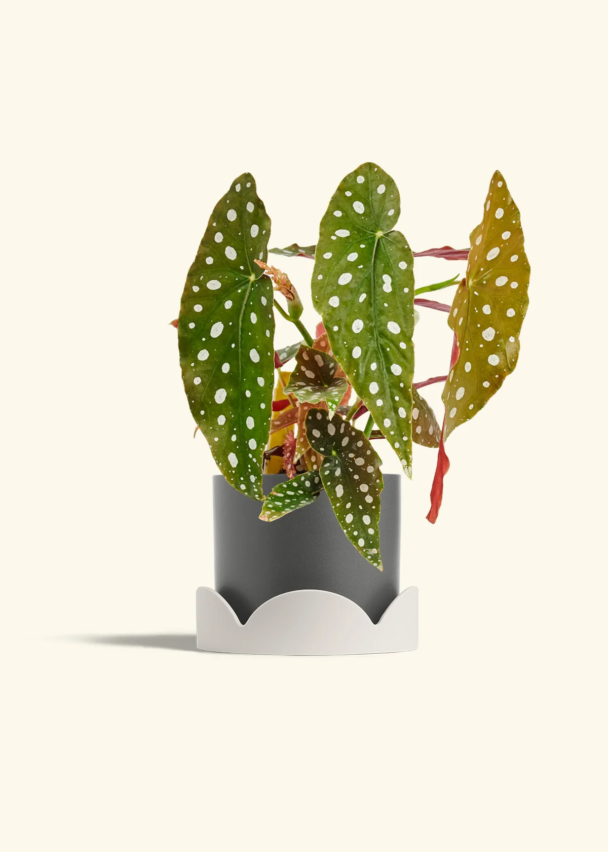 Begonia maculata - Image 31