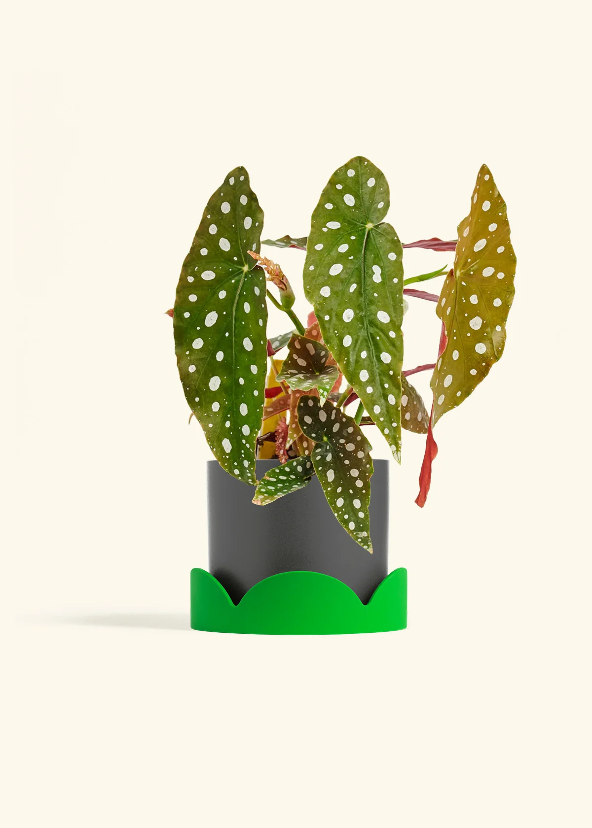 Begonia maculata - Image 33