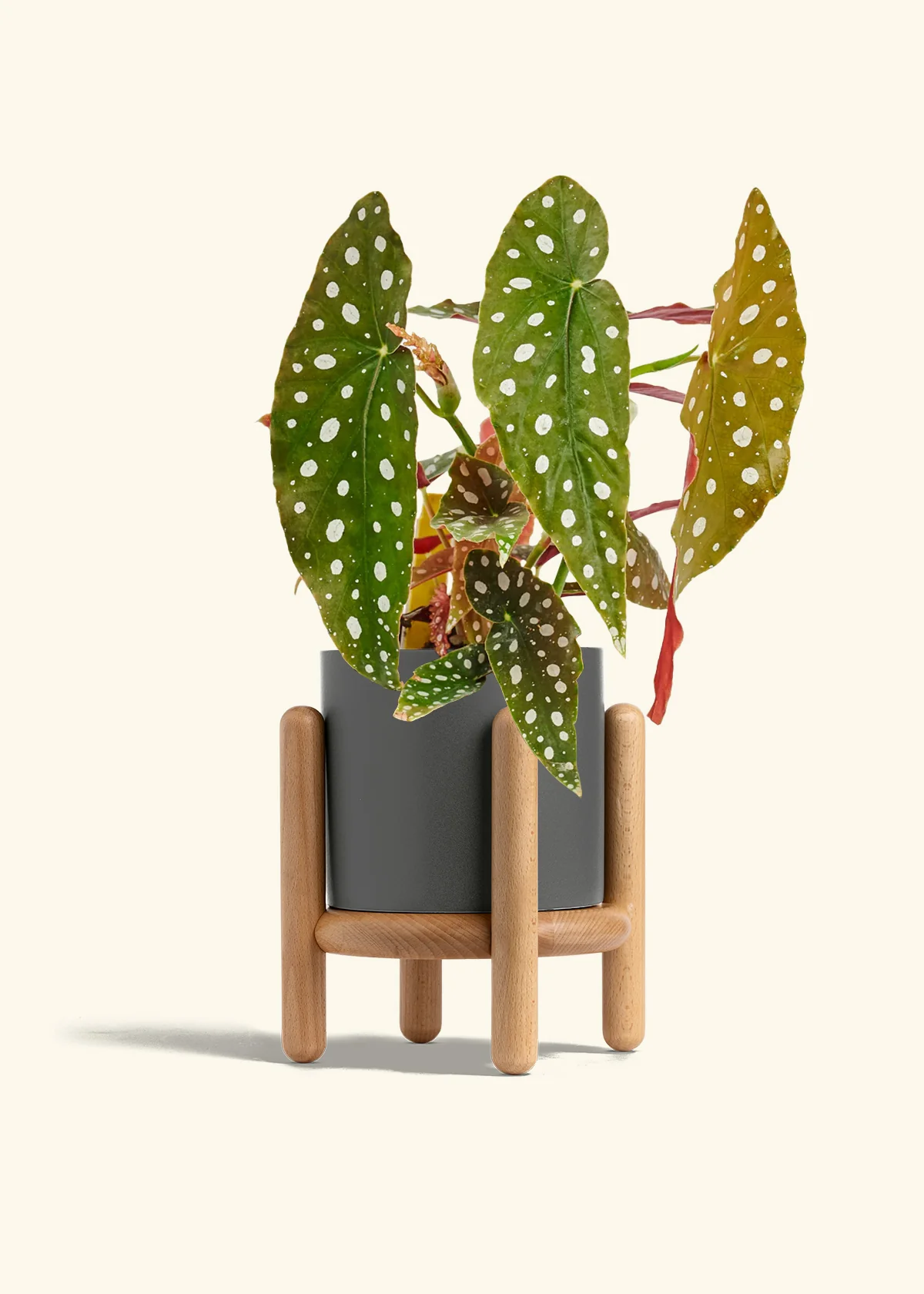 Begonia maculata - Image 34