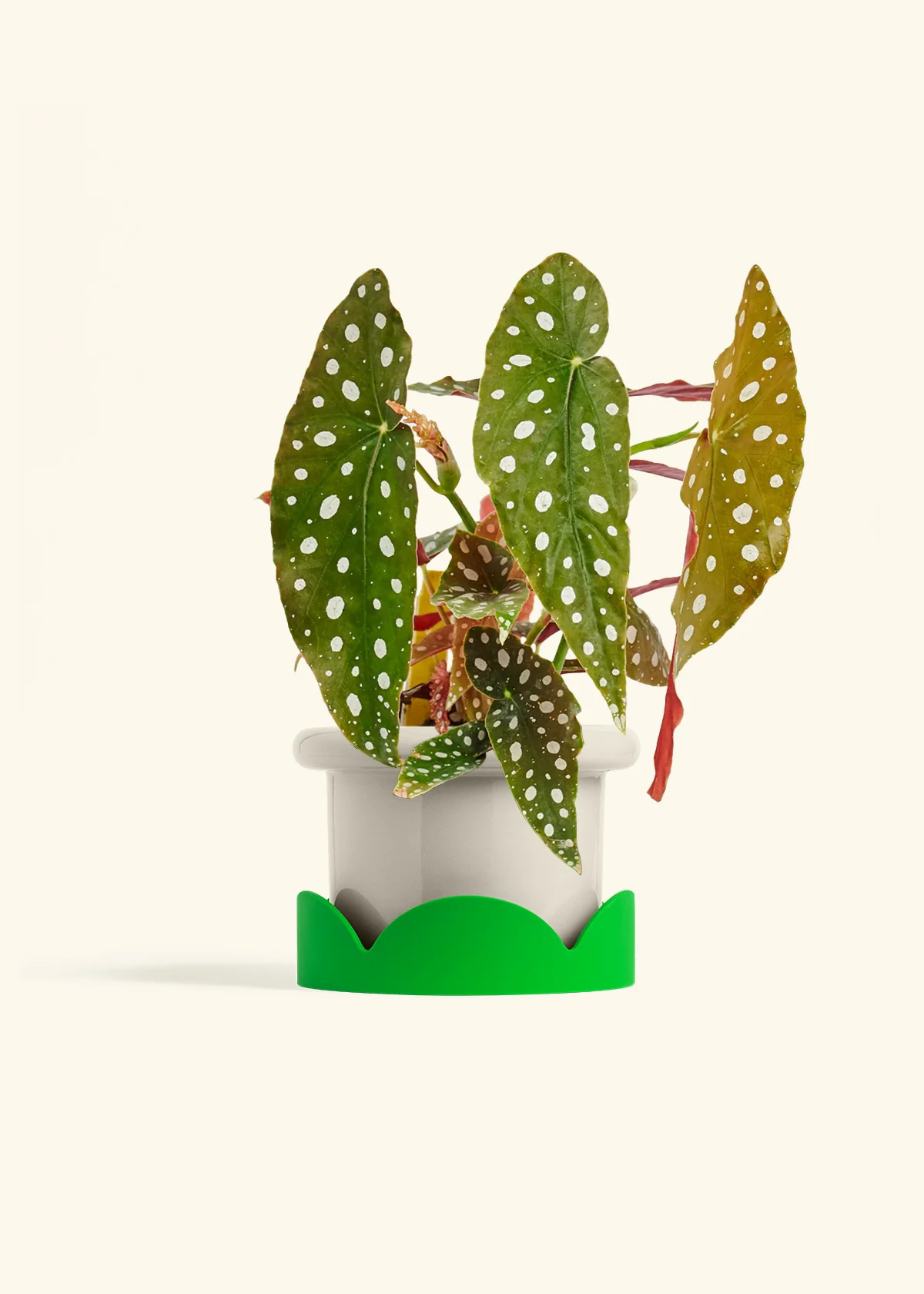 Begonia maculata - Image 35